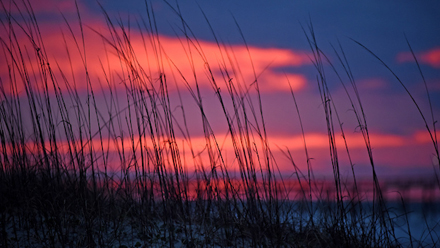Sea oats wave in the morning breeze as the sun rises over Ocean Isle Beach.